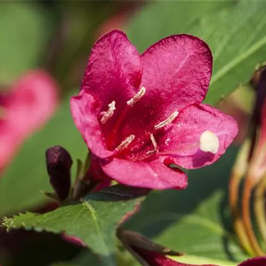 Weigela 'Red Prince'