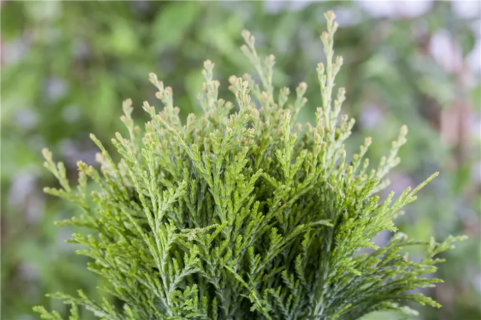 thuja düngung Thuja Dünger - Mineralischer NPK Flüssigdünger mit Stickstoff