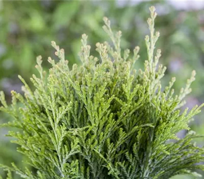 Thuja occidentalis 'Danica' Thuja occidentalis 'Danica'