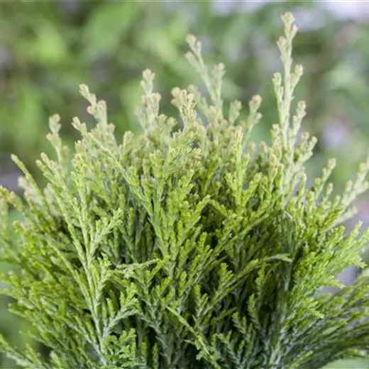 Thuja occidentalis 'Danica'