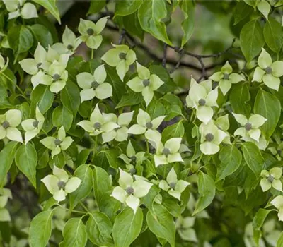 Cornus kousa chinensis 'China Girl'