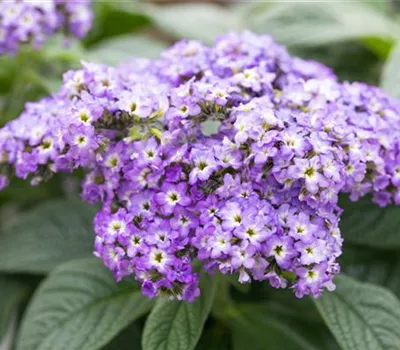 Heliotropium arborescens