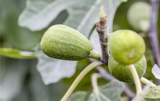 Vital-Kur für ihre Fruchtfeige Vital-Kur für ihre Fruchtfeige