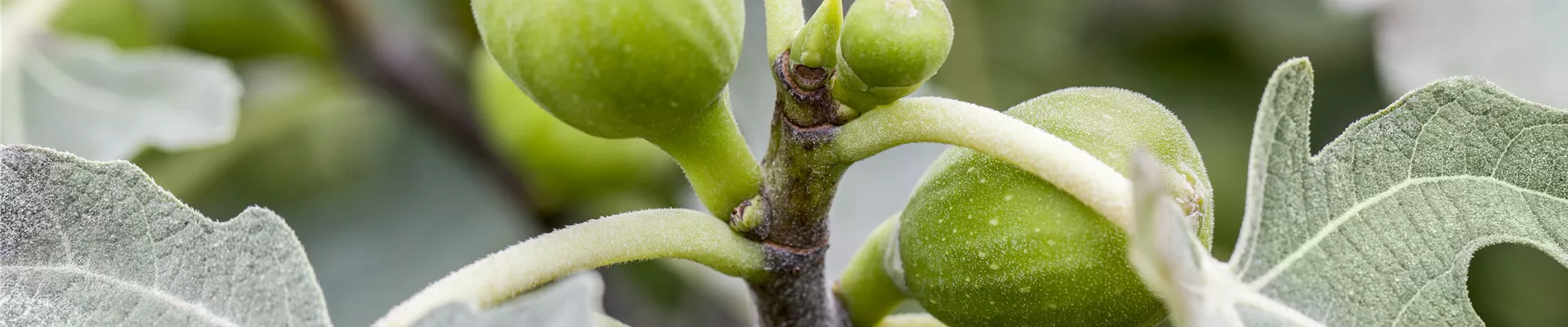 Ficus carica Ficus carica