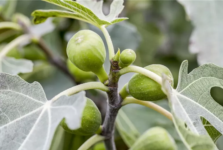 Ficus carica Ficus carica