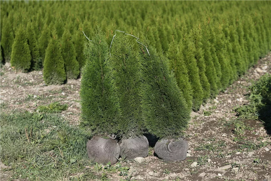 Thuja occidentalis 'Smaragd'