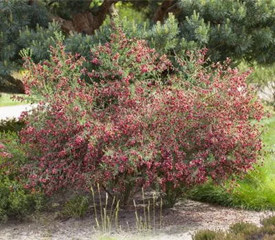 Cytisus scoparius 'Boskoop Ruby' Cytisus scoparius 'Boskoop Ruby'