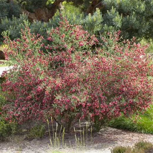 Cytisus scoparius 'Boskoop Ruby' Cytisus scoparius 'Boskoop Ruby'