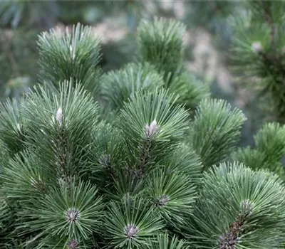 Pinus nigra 'Select'