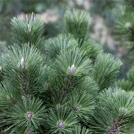Pinus nigra 'Select'