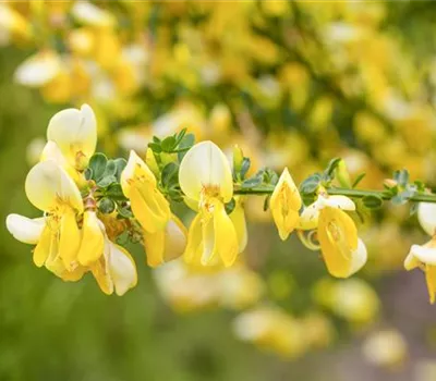 Cytisus praecox 'Allgold' Cytisus praecox 'Allgold'