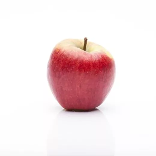 Malus Säule 'Rondo' -S- CAC
