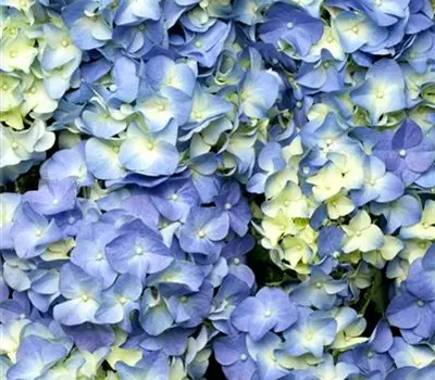 Hydrangea macroph. "Forever and Ever" i.S.
