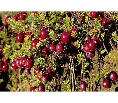 Vaccinium macroc. "Red Star"