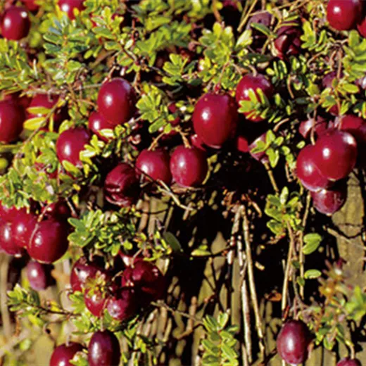 Vaccinium macroc. "Red Star"