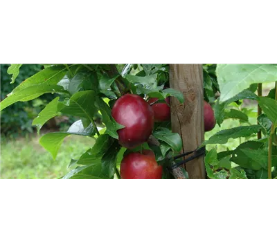 Prunus Säule dom. 'Safira'