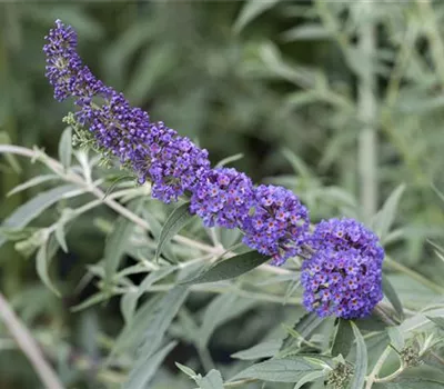 Buddleja davidii 'Nanho Blue' Buddleja davidii 'Nanho Blue'