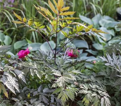 Cimicifuga ramosa 'Pink Spike'