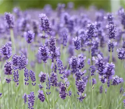 Lavandula angustifolia 'Hidcote Blue' Lavandula angustifolia 'Hidcote Blue'