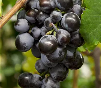 Vitis "Erdbeertraube", dunkelblau, feines Aroma