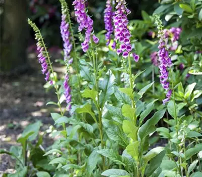 Digitalis i.S.