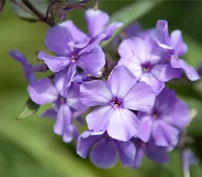 Phlox paniculata 'Blue Paradise'