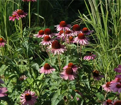 Echinacea purpurea 'Little Magnus' -R-