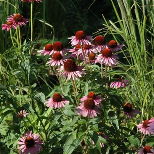 Echinacea purpurea 'Little Magnus' -R-