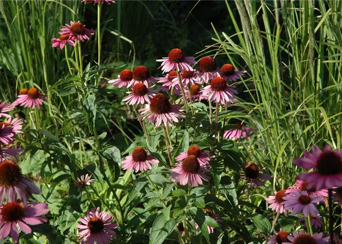 Echinacea purpurea 'Little Magnus' -R-