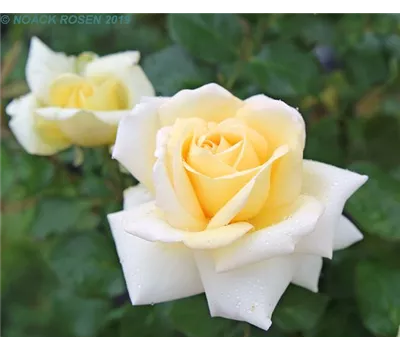 Rosa 'Ambiente' -R- TH Rosa 'Ambiente' -R- TH