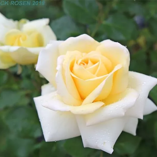 Rosa 'Ambiente' -R- TH Rosa 'Ambiente' -R- TH