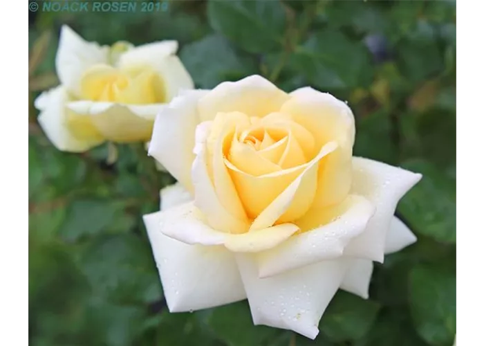 Rosa 'Ambiente' -R- TH