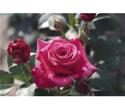 Rosa 'Charisma' -R- TH