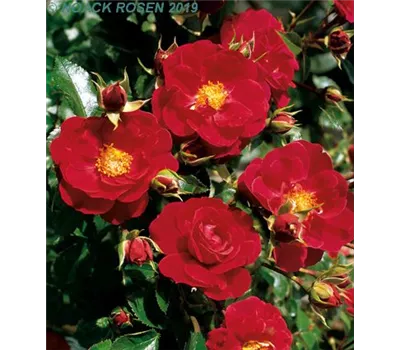 Rosa 'Heidefeuer' -R- BDR Rosa 'Heidefeuer' -R- BDR