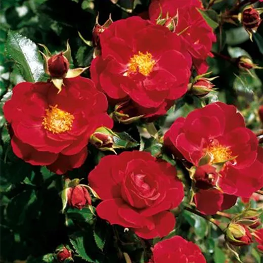 Rosa 'Heidefeuer' -R- BDR Rosa 'Heidefeuer' -R- BDR