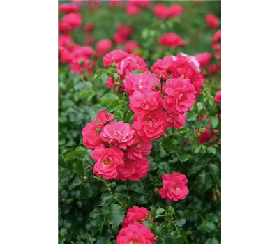 Rosa 'Heidetraum' -R- BDR