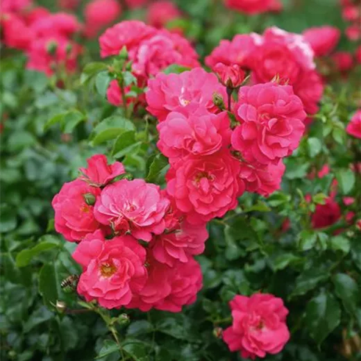 Rosa 'Heidetraum' -R- BDR