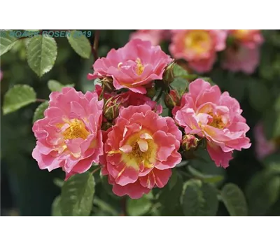 Rosa 'Herzogin Friederike' -R- STR Rosa 'Herzogin Friederike' -R- STR