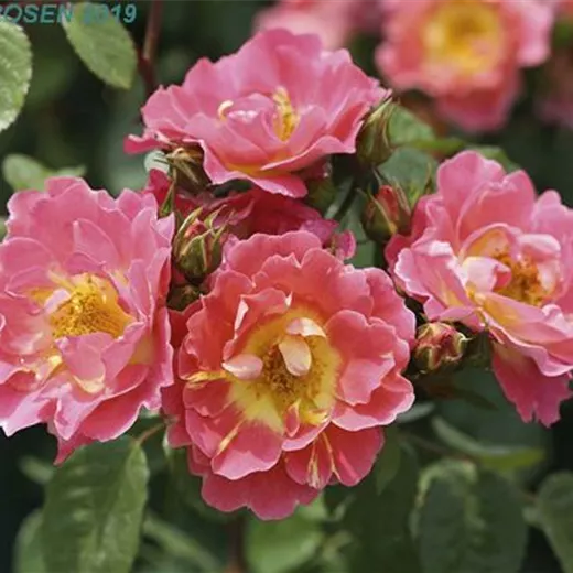 Rosa 'Herzogin Friederike' -R- STR Rosa 'Herzogin Friederike' -R- STR