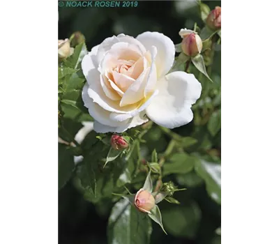 Rosa 'Isarperle' -R- BT