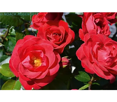 Rosa 'Kompass' -R- BT Rosa 'Kompass' -R- BT