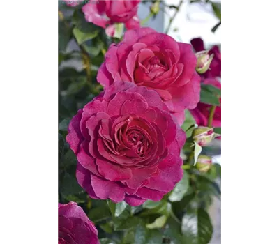 Rosa 'Laudatio' -R- BT