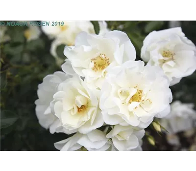 Rosa 'Schneeflocke' -R- BDR Rosa 'Schneeflocke' -R- BDR