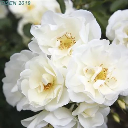 Rosa 'Schneeflocke' -R- BDR