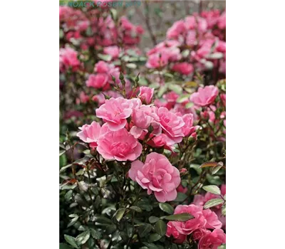 Rosa 'Schöne Dortmunderin' -R- BDR
