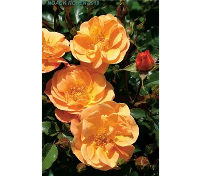Rosa 'Sedana' -R- BDR Rosa 'Sedana' -R- BDR