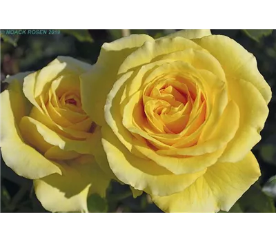 Rosa 'Sommergold' -R- KL