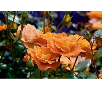 Rosa 'Westzeit' -R- BT Rosa 'Westzeit' -R- BT