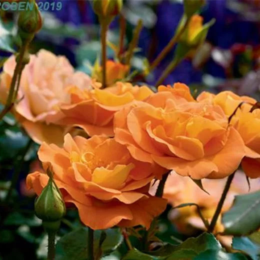 Rosa 'Westzeit' -R- BT Rosa 'Westzeit' -R- BT