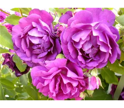 Rosa 'Rosengarten Zweibrücken' -R- KL